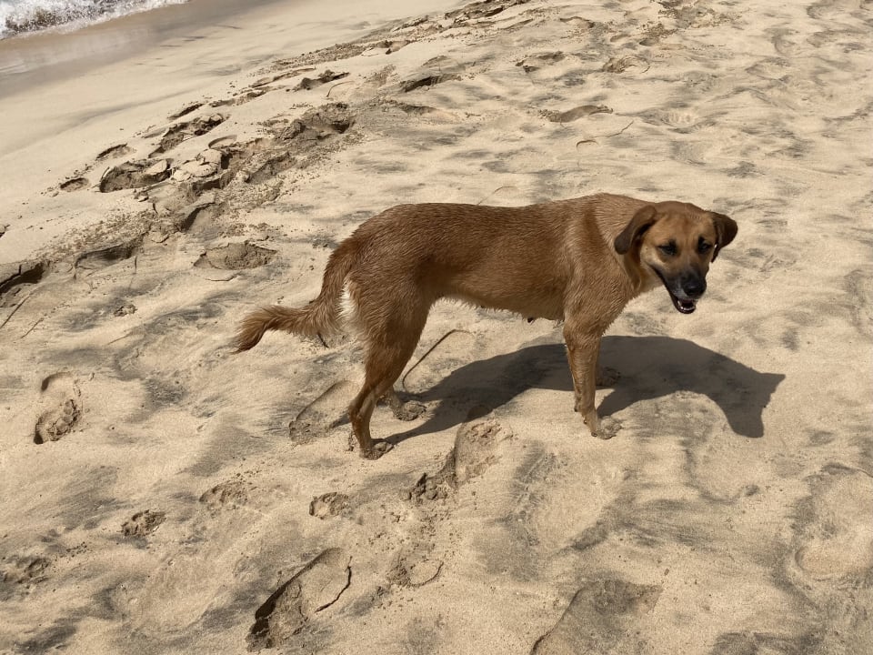 Strand Hotel Riu Palace Santa Maria