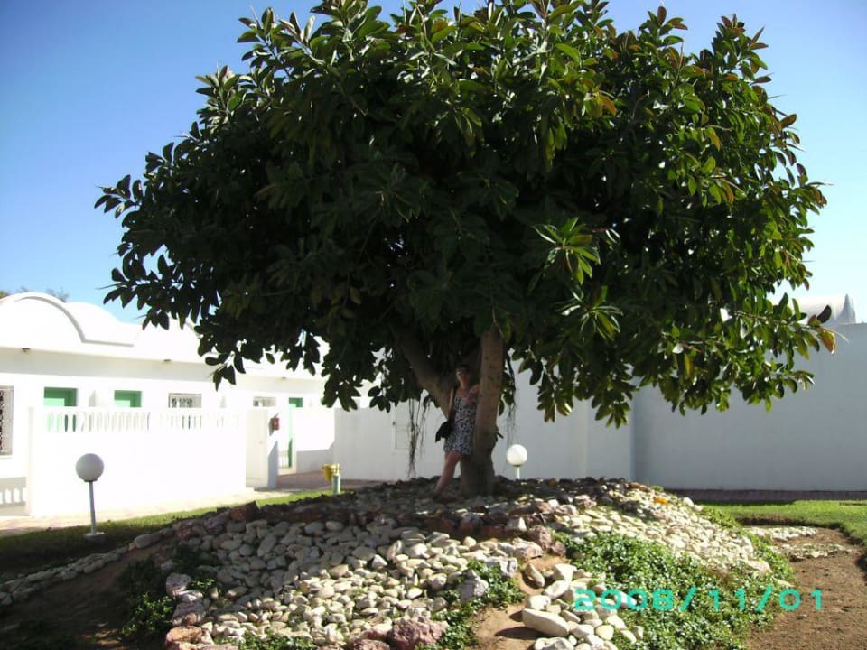 Gummibaum El Mouradi Club Kantaoui