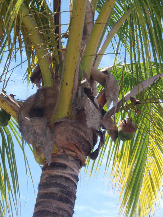 Palme in der Anlage Mauricia Beachcomber Resort & Spa