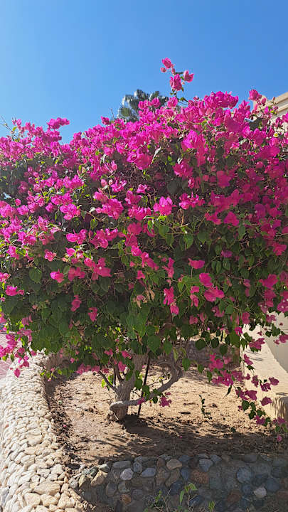 Gartenanlage Serenity Alpha Beach