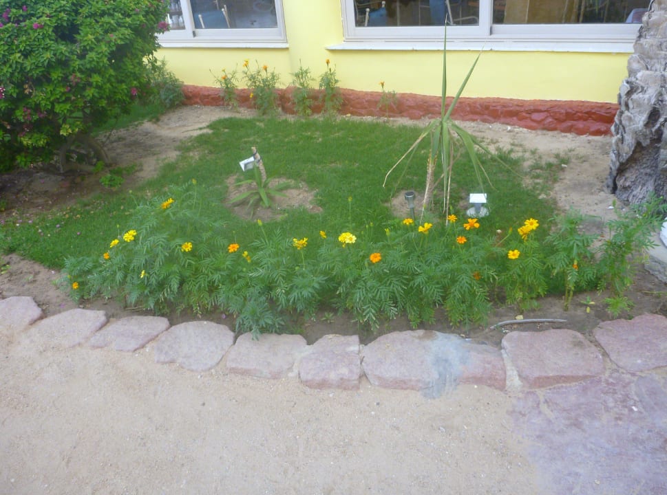 Blühende Blumen SUNRISE Holidays Resort (Adults Only)