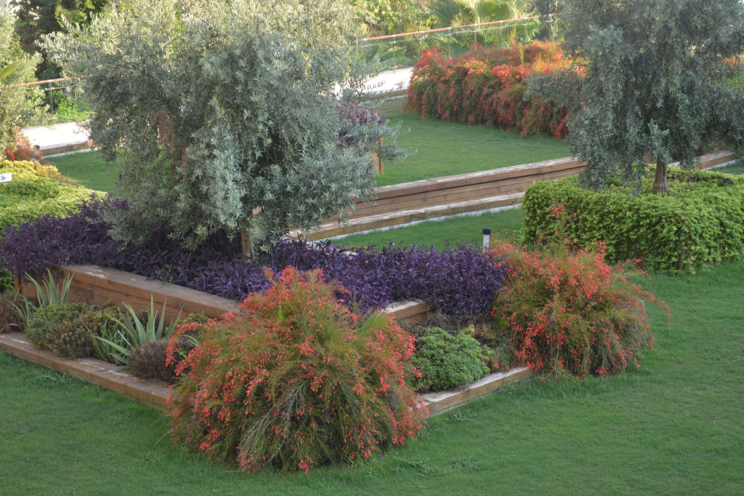 Trendy Verbena Sentido Trendy Verbena Beach