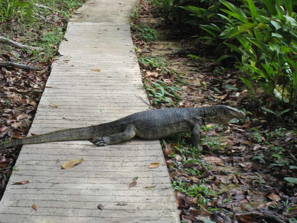 Lizzard  D'coconut Lagoon