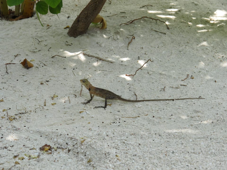 Kleine Echse  Summer Island Maldives