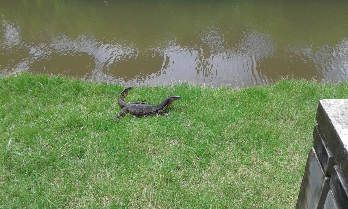 Warane gibt es viele in der Anlage Khaolak Laguna Resort