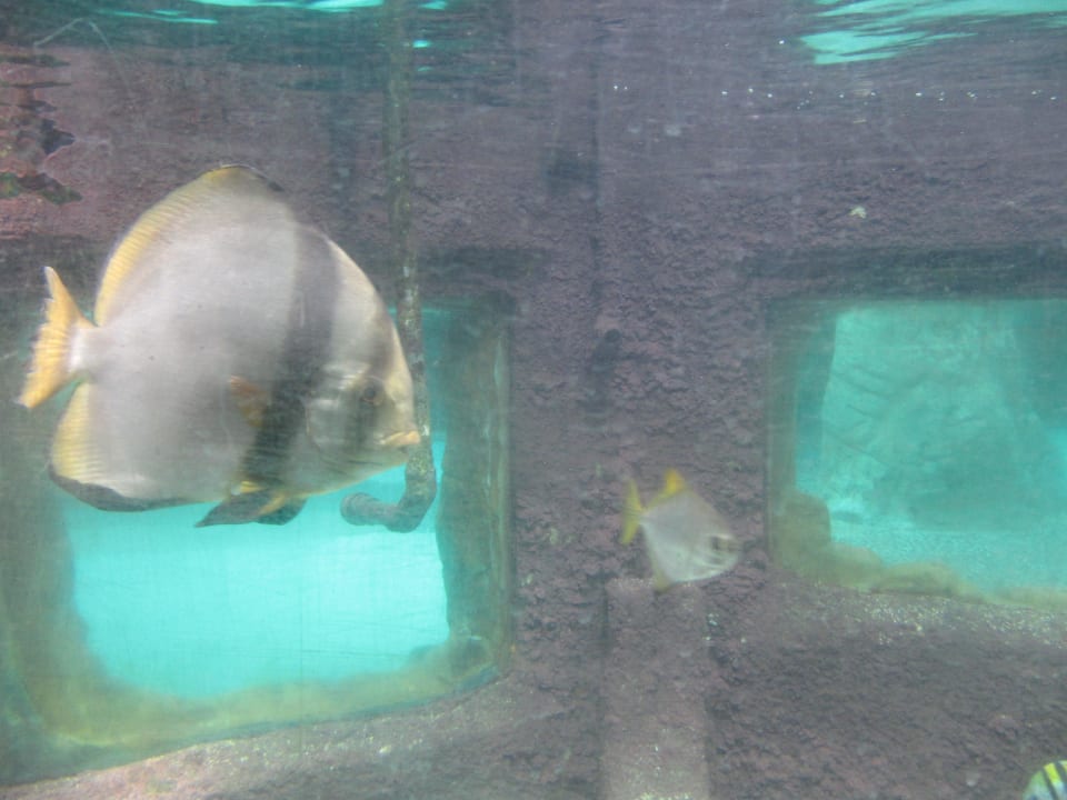 Aqua Mundo Center Parcs De Kempervennen