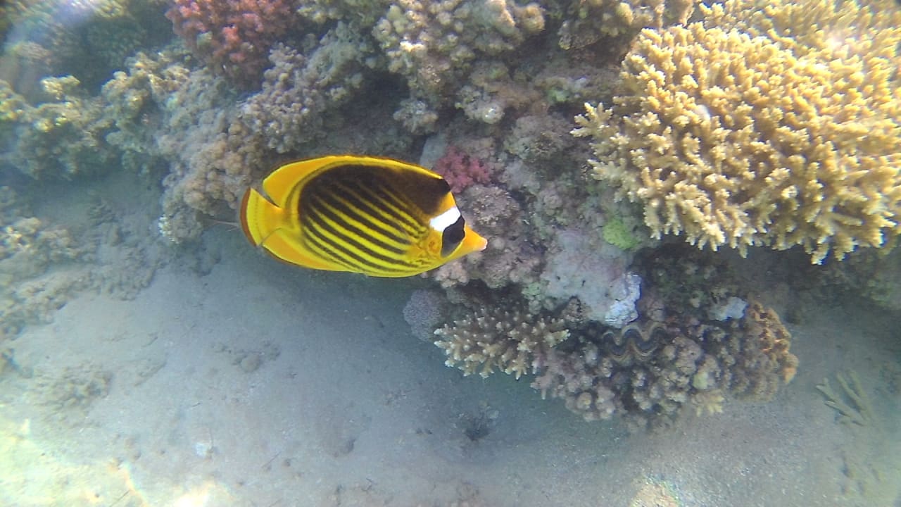 Strand Cleopatra Luxury Resort Makadi Bay