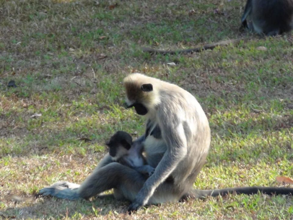 Affen in der Gartenanlage im Hotel Habarana Village by Cinnamon