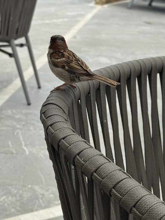 Sonstiges allsun Hotel Bahia del Este