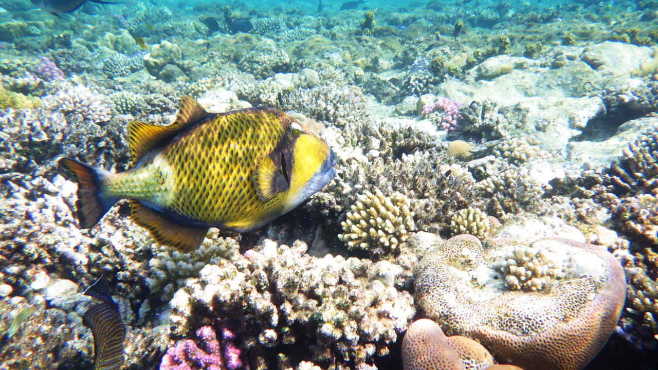 Strand Lahami Bay Beach Resort