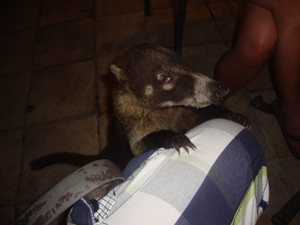 Hotel Catalonia Playa Maroma Catalonia Playa Maroma