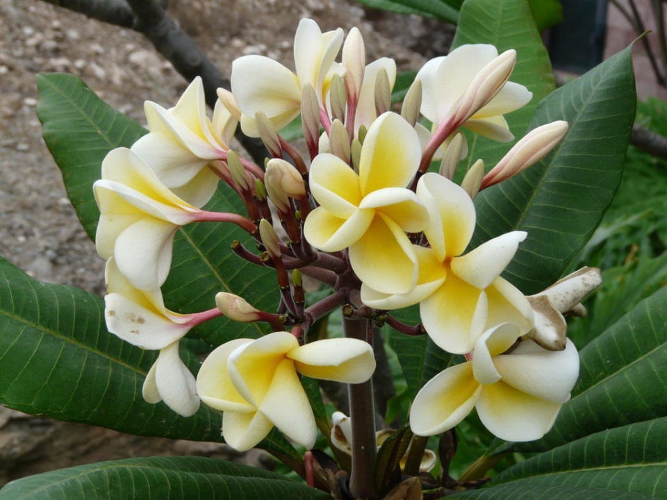 Frangipani Salobre Hotel Resort & Serenity