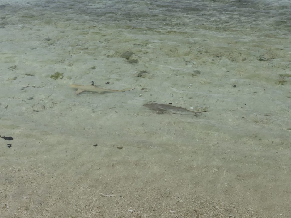 Strand Summer Island Maldives