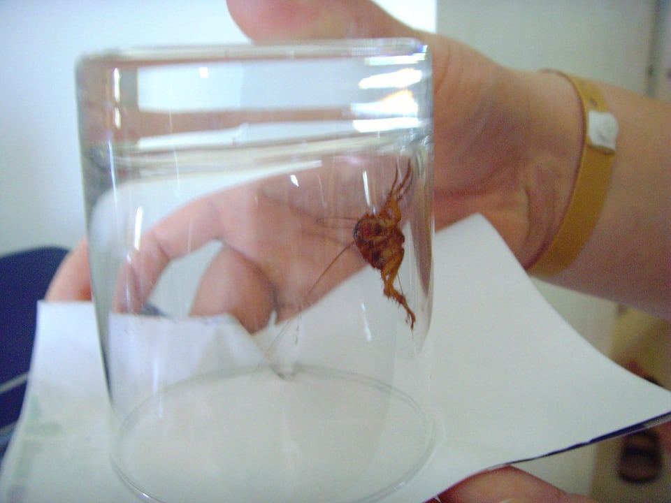 Kakerlake Royal Tulip Taj Sultan