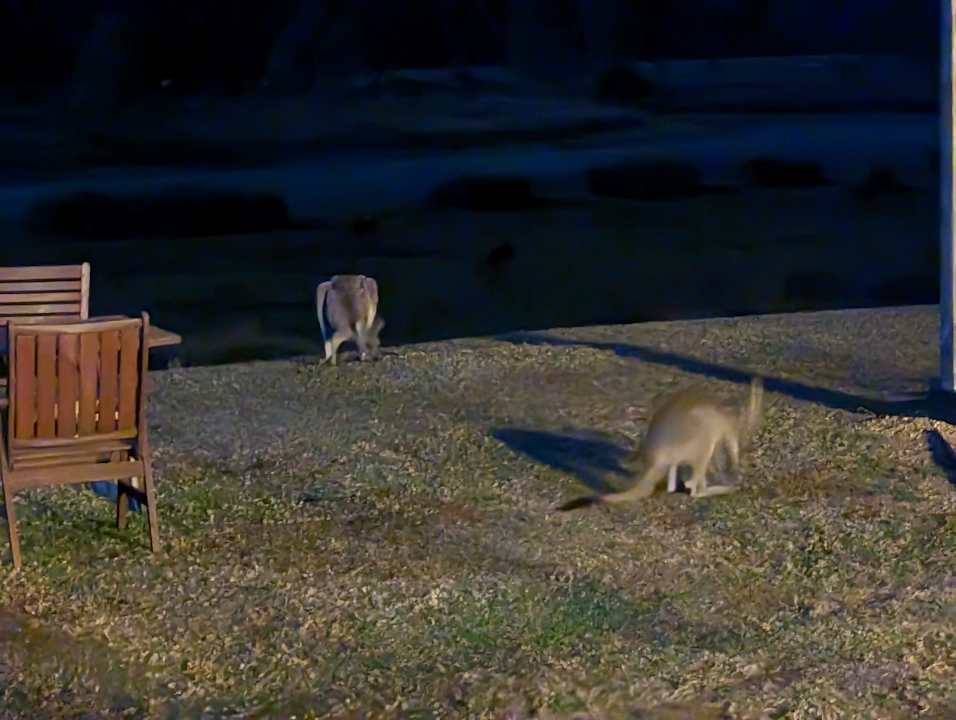 Gartenanlage Motel Halls Gap