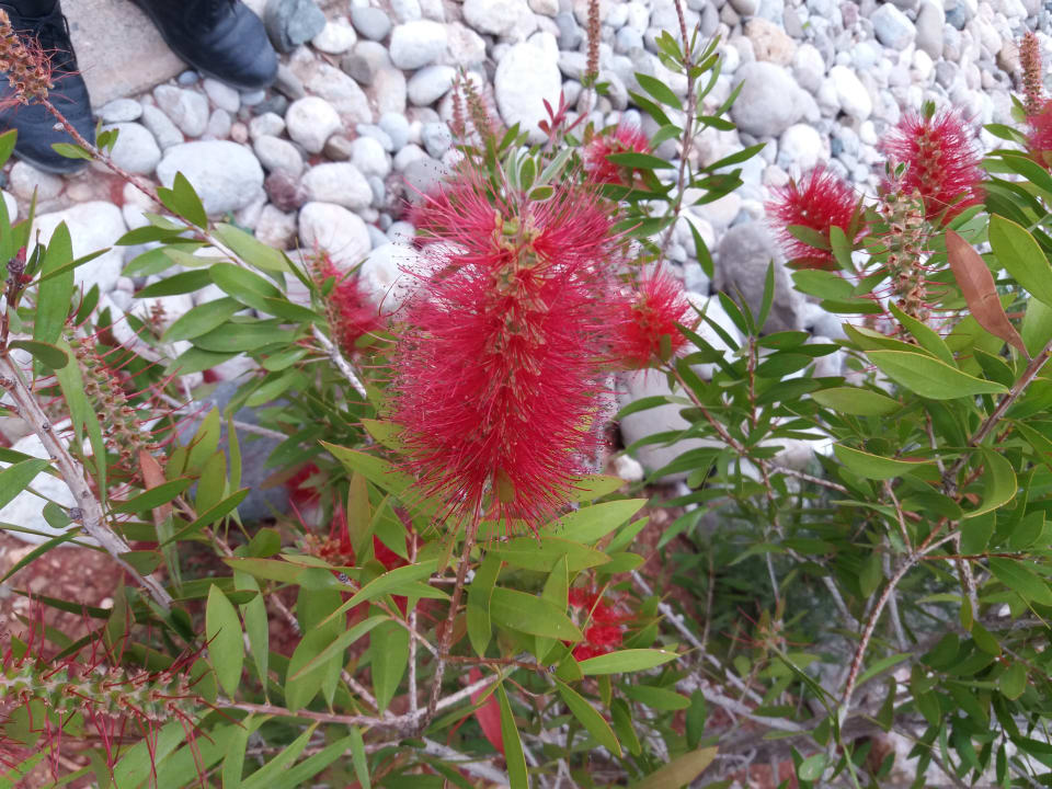 Gartenanlage Atlantica Plimmiri