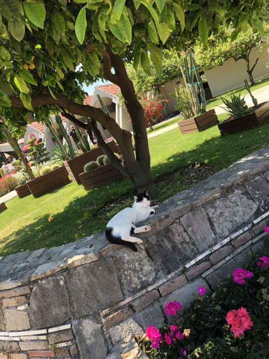 Gartenanlage Arum Barut Collection