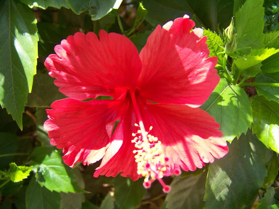 Hibiskus Ghazala Beach
