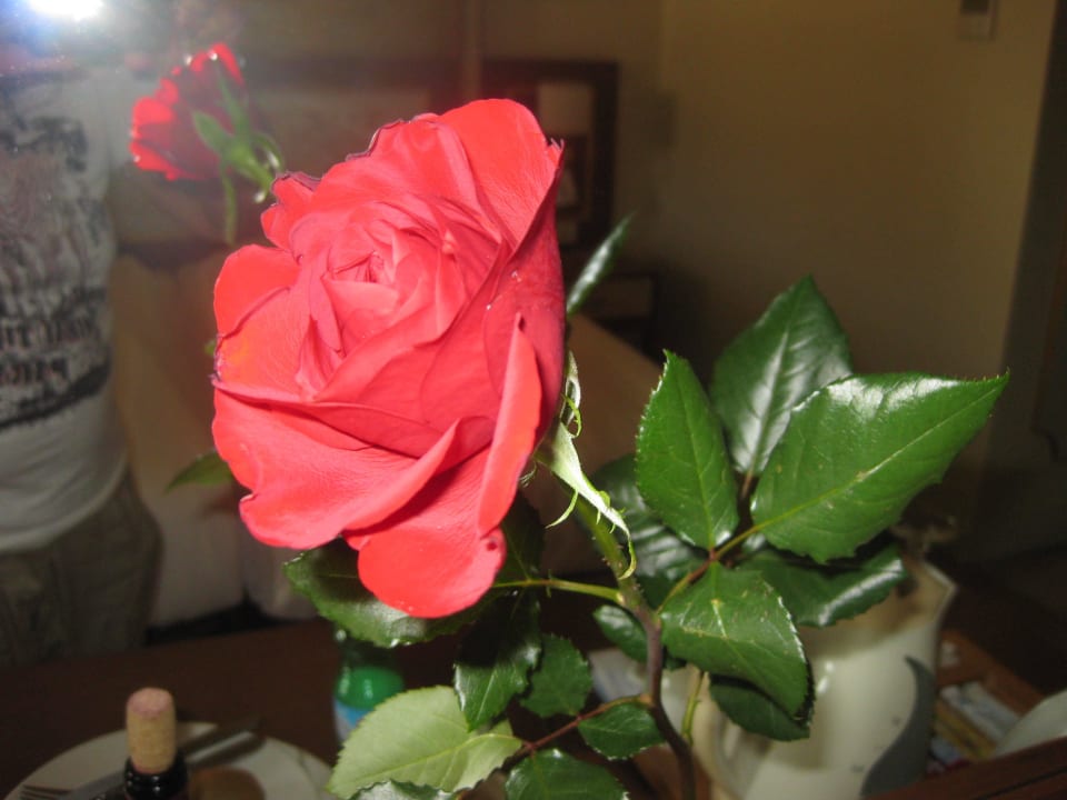 Jede Dame erhielt zum Weltfrauentag eine Rose Diamond Excellence Resort & Spa