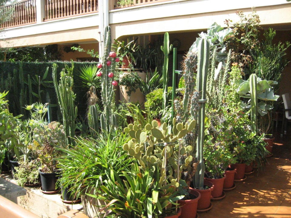 Schöner Vorgarten Hotel Condesa