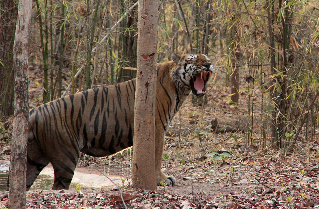 Sport & Freizeit Irai Safari Retreat