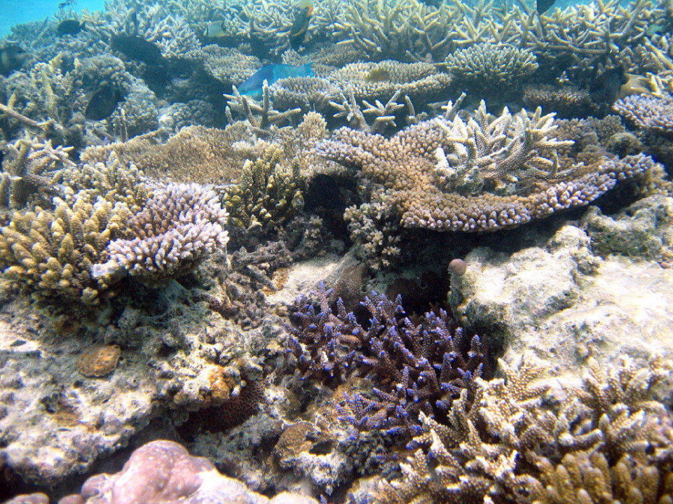 Hausriff Sun Siyam Vilu Reef