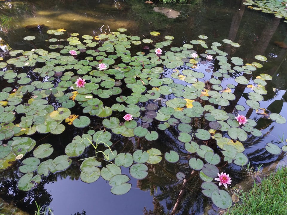 Gartenanlage BLUESEA Al Andalus