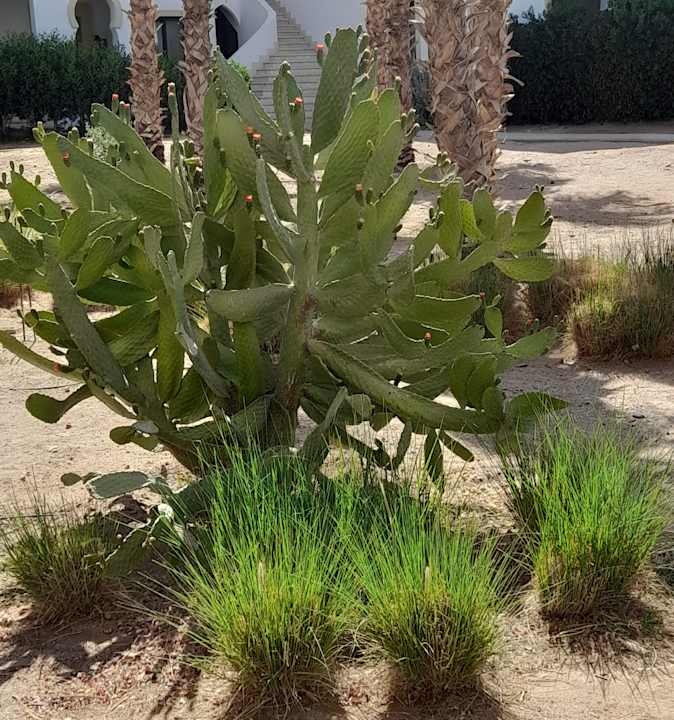 Gartenanlage Ancient Sands Golf Resort