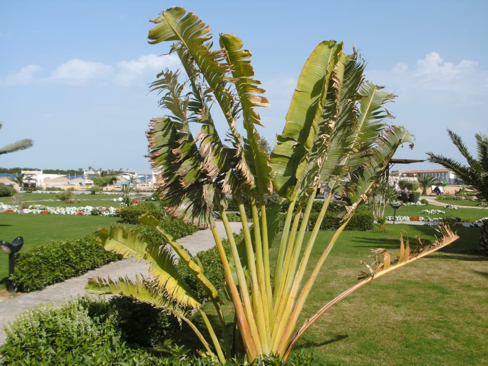 Gartenanlage Gravity Hotel & Aqua Park Hurghada