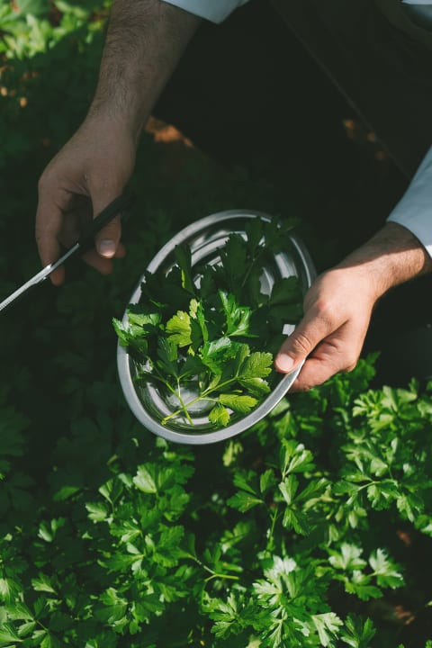 Gastro Kimpton AYSLA Mallorca - An IHG Hotel