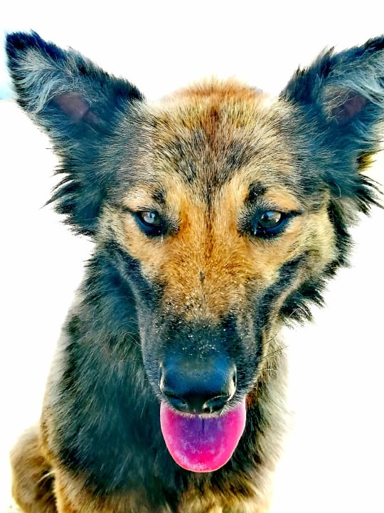 Sonstiges Pharaoh Azur Resort