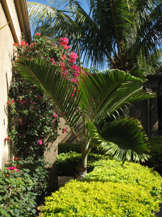 Im grünen Mauricia Beachcomber Resort & Spa