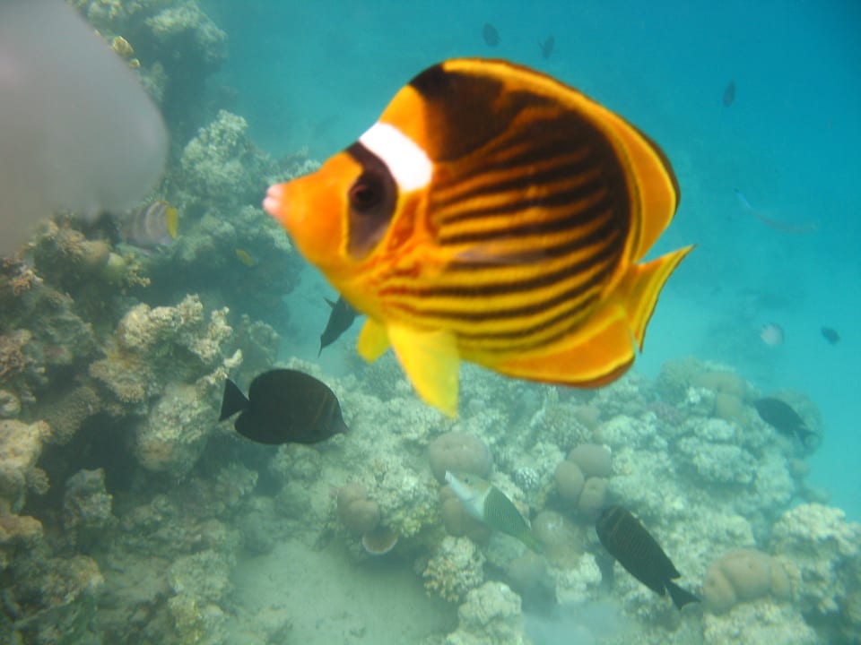 8 Stella Beach Resort & Spa Makadi Bay