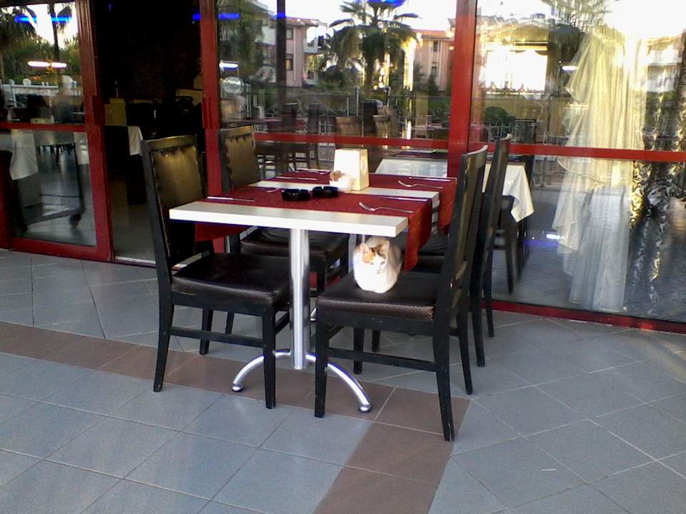 Terrasse mit alten Möbeln und Katze Side Royal Paradise Hotel