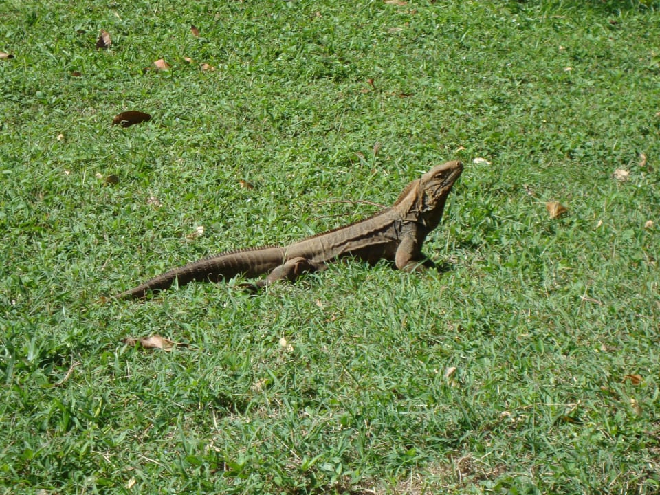 Leguán Hotel Cayo Saetia