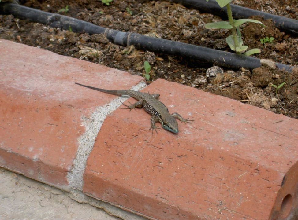 Haustier des Le Jardin Le Jardin Resort