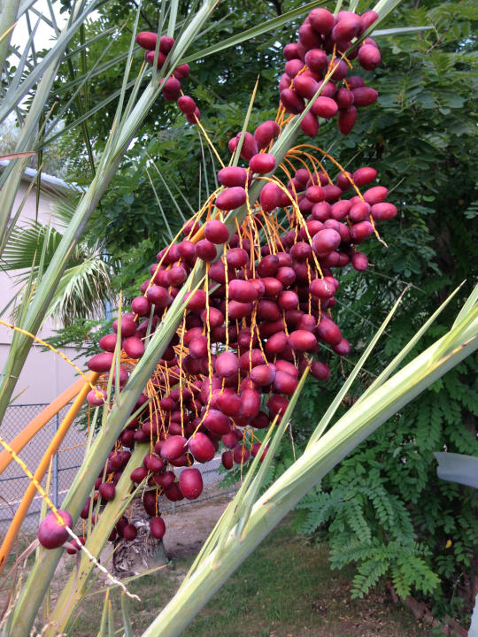 Gartenanlage Akka Claros Hotel