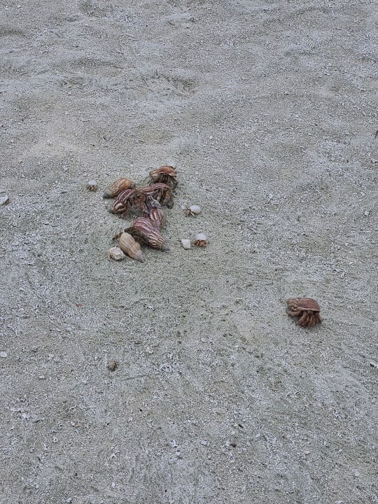 Strand Meeru Maldives Resort Island