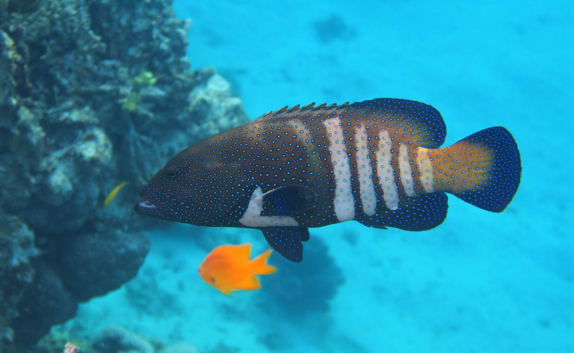 Sport & Freizeit Fantazia Resort Marsa Alam