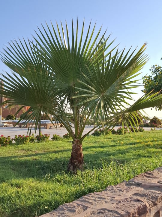 Gartenanlage Three Corners Happy Life Beach Resort