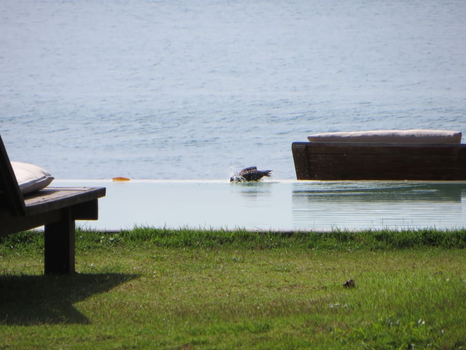 Pool Hotel Koyao Island Resort