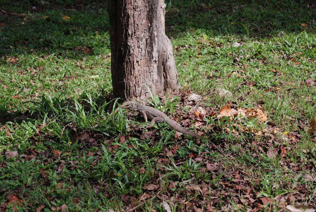 Животный мир острова. Hotel Pansand Resort