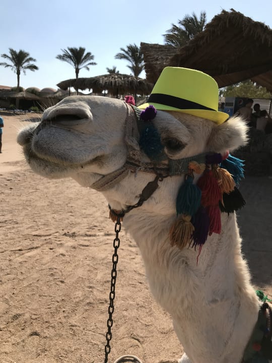 Sonstiges Regina Resort and Aqua Park Hurghada