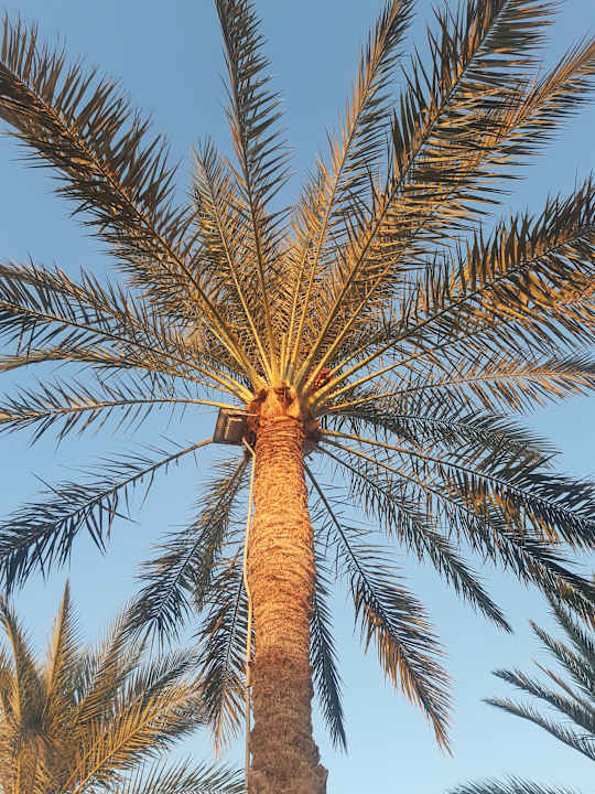 Gartenanlage Sharm Club Beach Resort