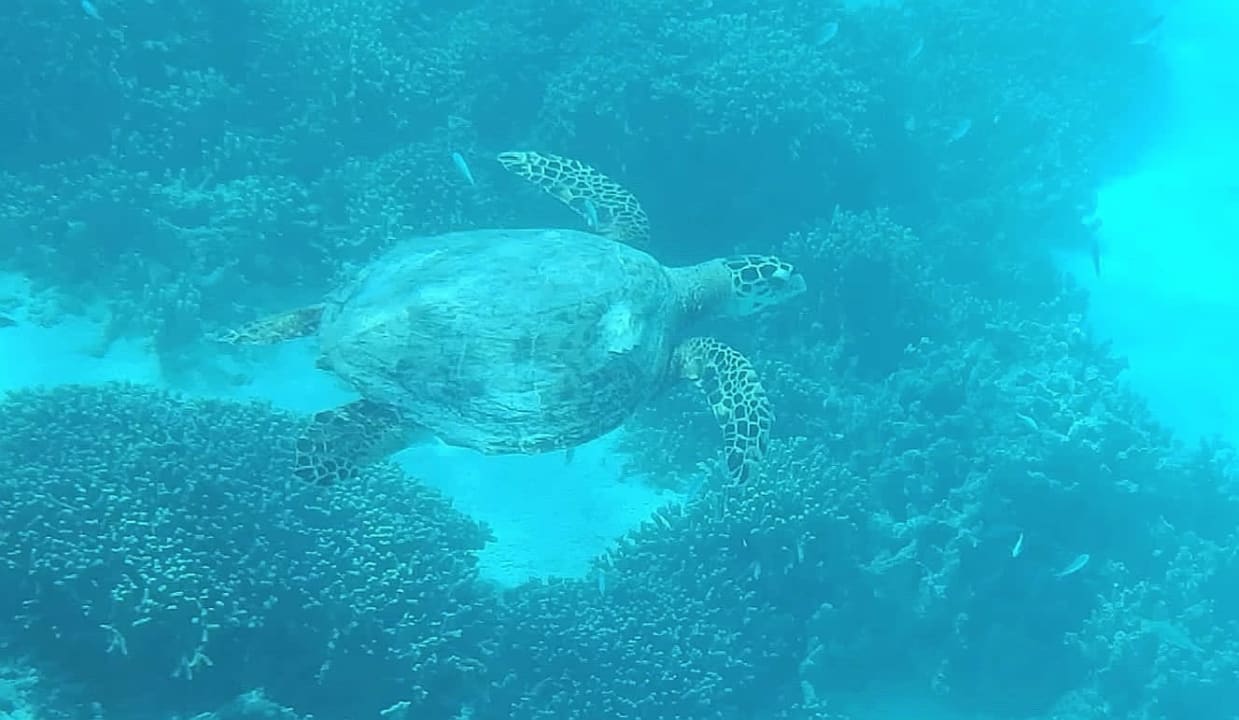 Sport & Freizeit Hotel Riu Palace Maldivas