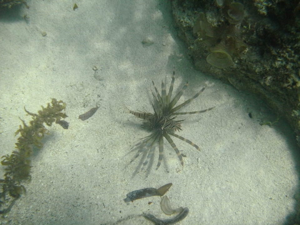 Auf der Sandbank Hotel Papillon Lagoon Reef