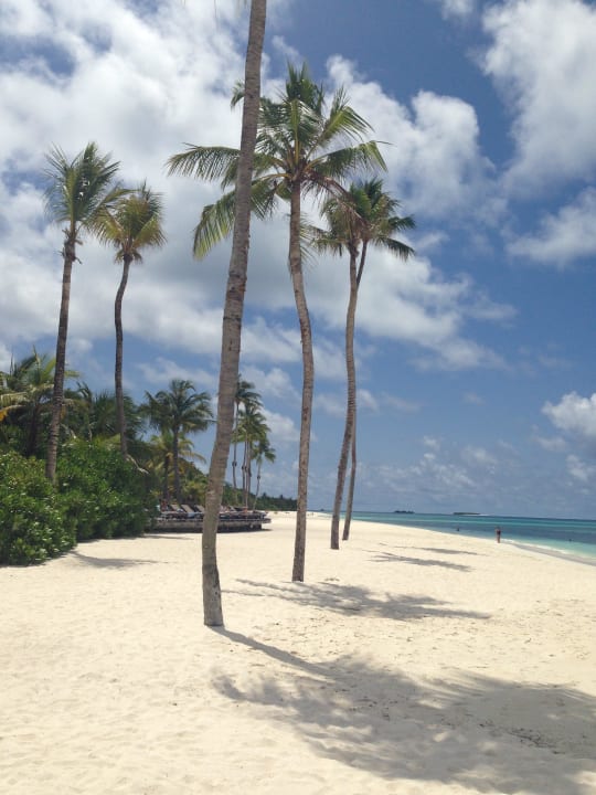 Die coolen Palmen Kuredu Island Resort & Spa