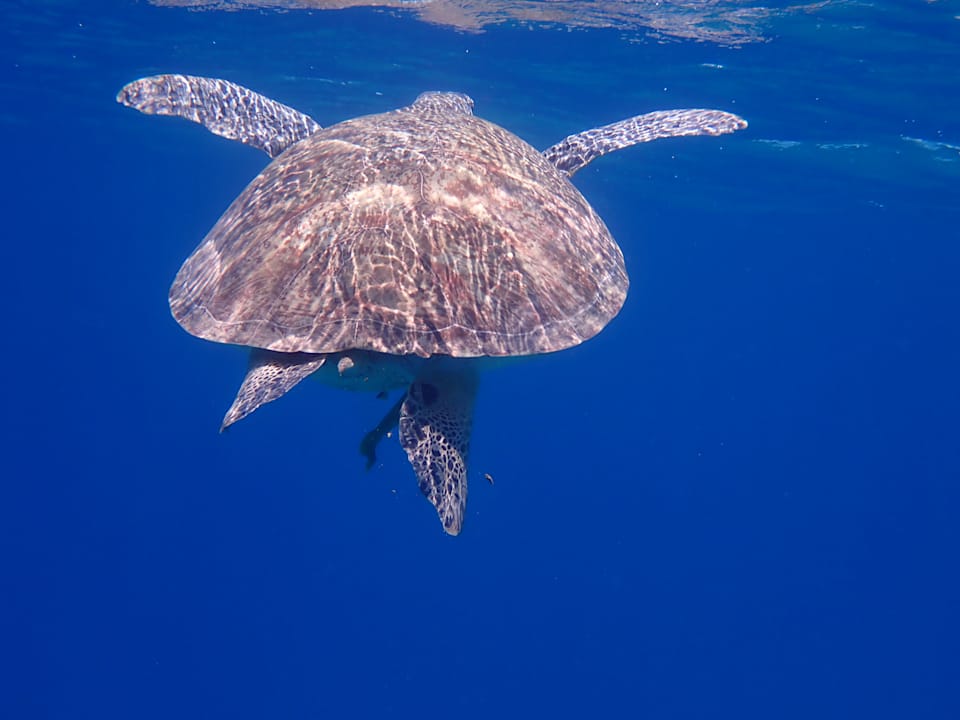 Sport & Freizeit Beach Safari Nubian Resort