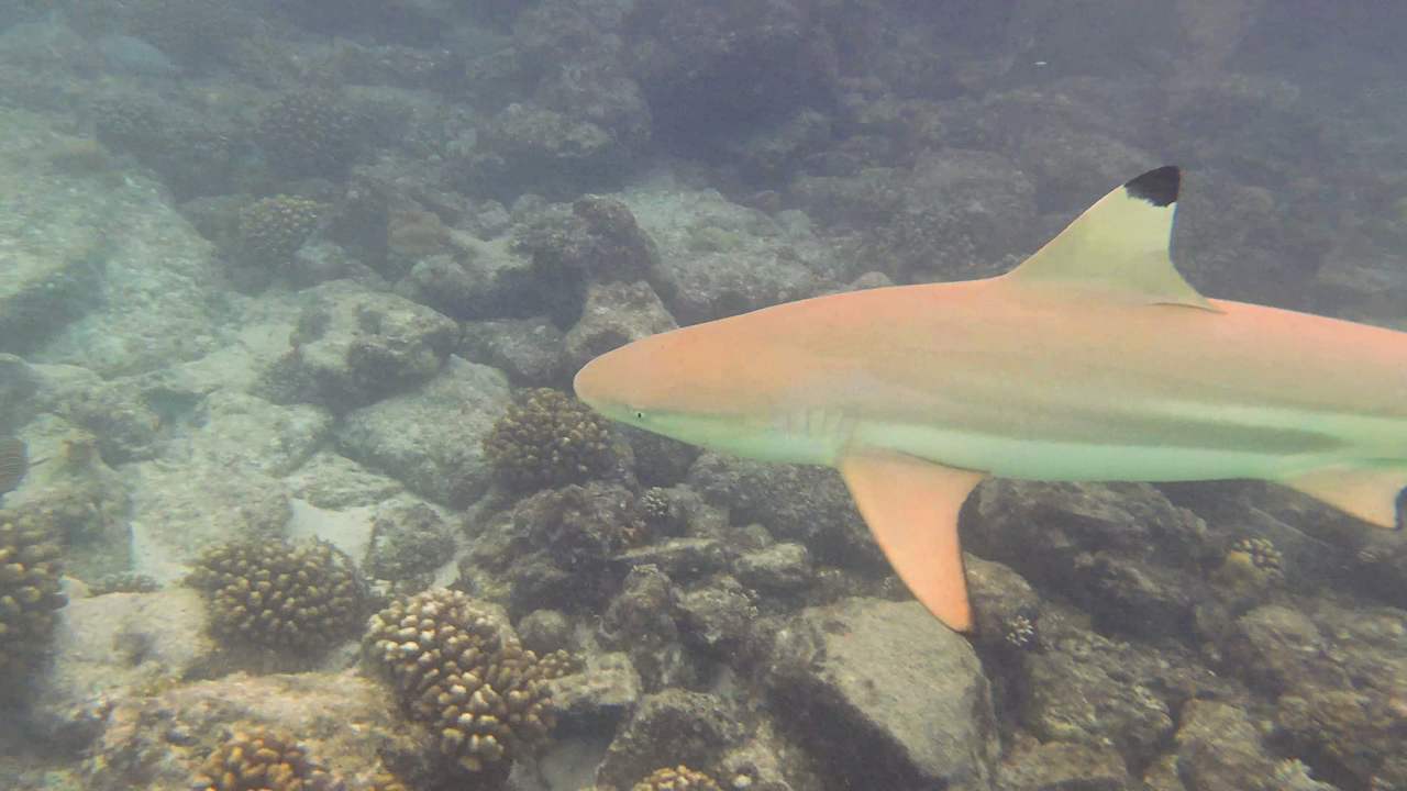 Sport & Freizeit Summer Island Maldives