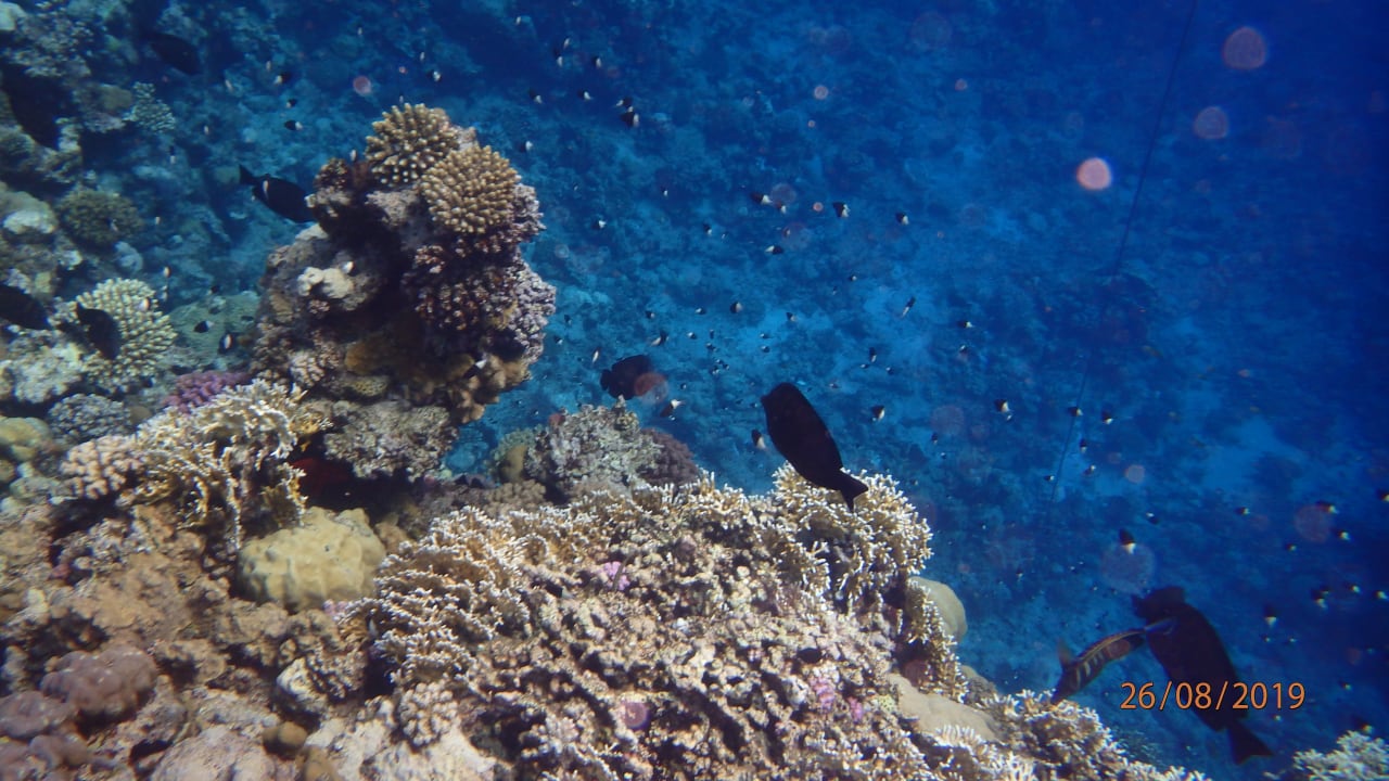 Sport & Freizeit Three Corners Sea Beach Resort